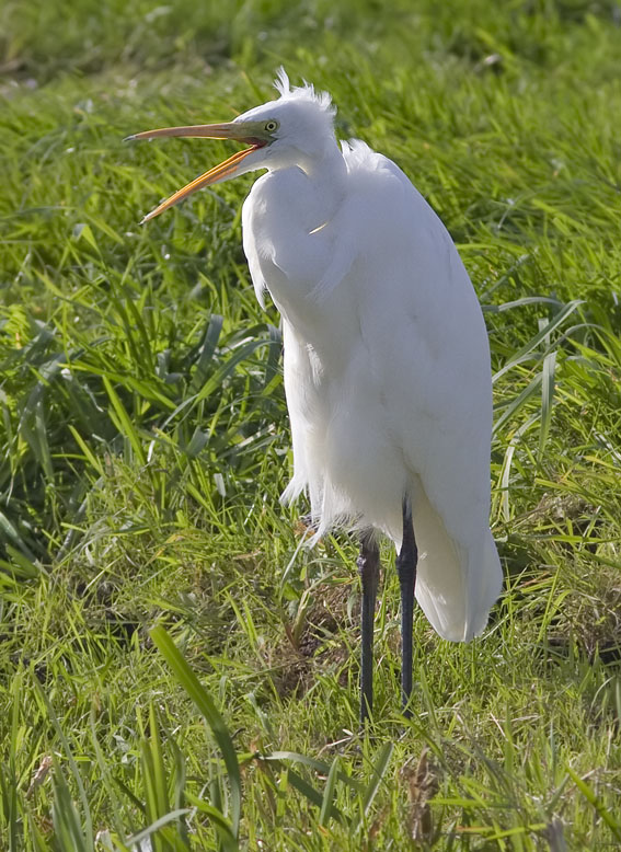 Grotezilverreiger021008H